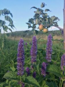 Tune to the Seasons, Find Adventure, and Other Ways Growing Food Will Cultivate Your Best Self Image